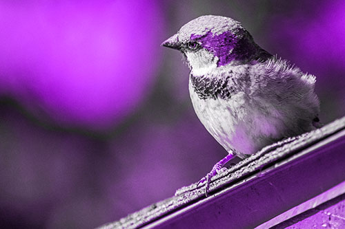 Head Tilting House Sparrow Perched Along Rooftop (Purple Tone)