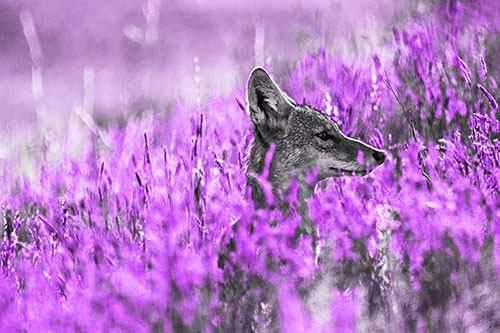 Hidden Coyote Watching Among Feather Reed Grass (Purple Tone Photo)