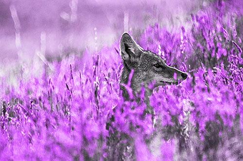 Hidden Coyote Watching Among Feather Reed Grass (Purple Tone)