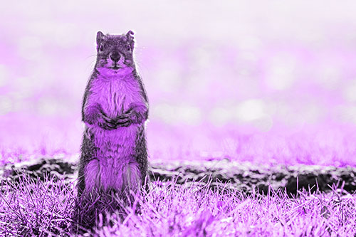 Hind Leg Squirrel Standing Among Grass (Purple Tone Photo)