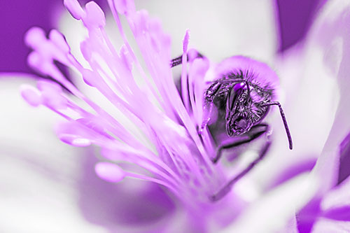 Honey Bee Crawling Among Columbine Flower (Purple Tone)