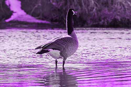 Honking Canadian Goose Standing Among River Water (Purple Tone Photo)