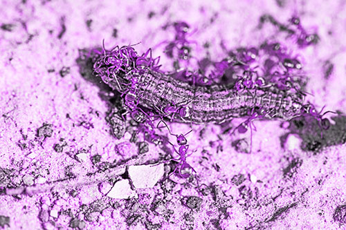 Horde Of Ants Feasting On Caterpillar (Purple Tone Photo)