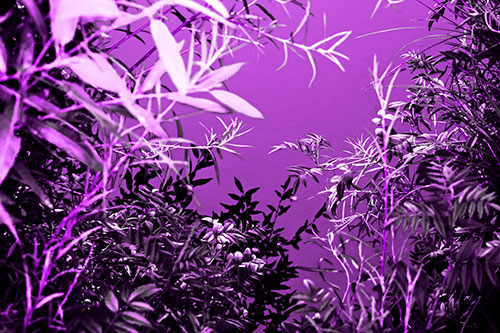 Horde Of Fern Plants Descending Into River Water (Purple Tone Photo)