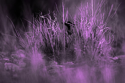 Horned Lark Hiding Among Grass (Purple Tone Photo)