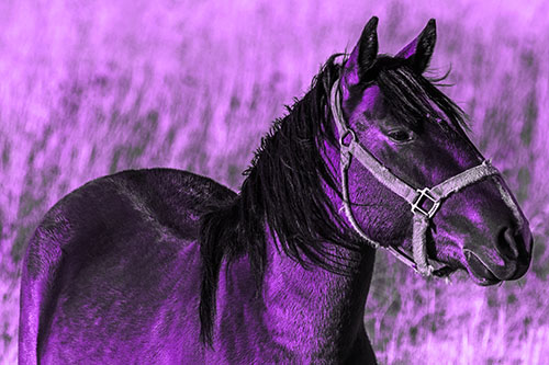 Horse Enjoying Grassy Dinner Meal (Purple Tone Photo)