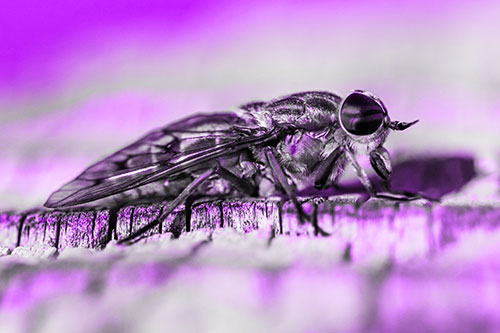 Horse Fly Resting Among Cracked Wood (Purple Tone)