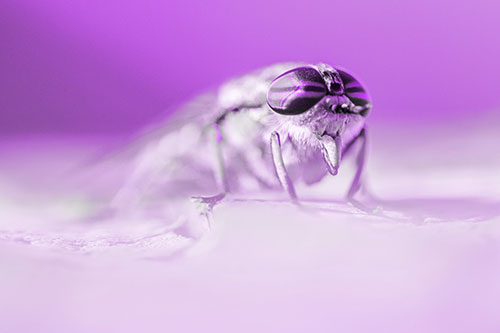 Horse Fly Sticking Tongue Out Among Sunlight (Purple Tone)