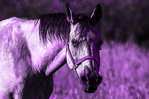 Horse Making Eye Contact (Purple Tone Photo)