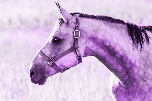 Horse Wearing Bridle Among Sunshine (Purple Tone Photo)