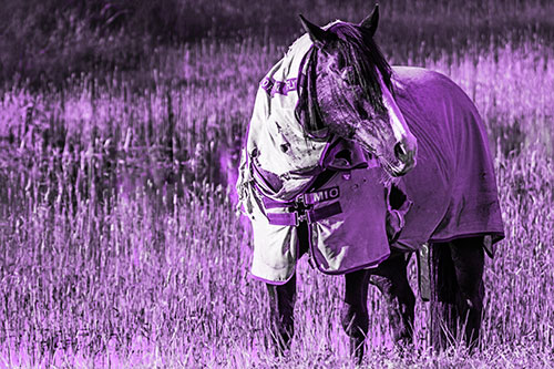 Horse Wearing Coat Atop Wet Grassy Marsh (Purple Tone Photo)