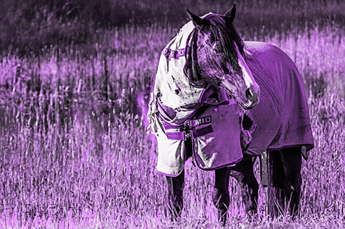 Horse Wearing Coat Atop Wet Grassy Marsh (Purple Tone)