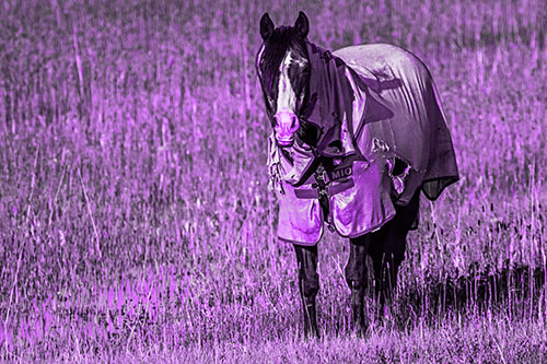 Horse Wearing Coat Standing Along Marsh (Purple Tone Photo)