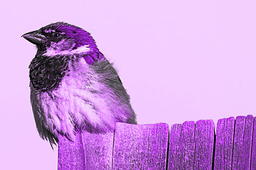 House Sparrow Perched Atop Wooden Post (Purple Tone Photo)