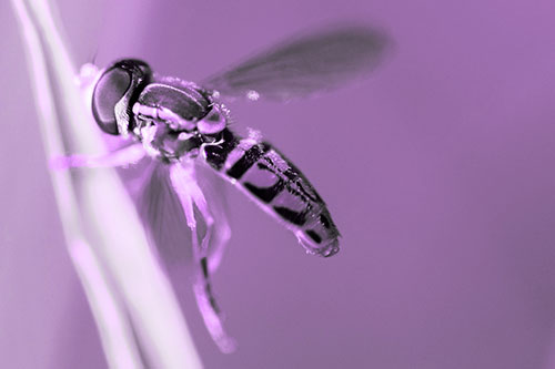 Hoverfly Hugs Grass Blade (Purple Tone Photo)