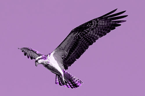 Hovering Osprey Hawk Looking For Fish Below (Purple Tone)