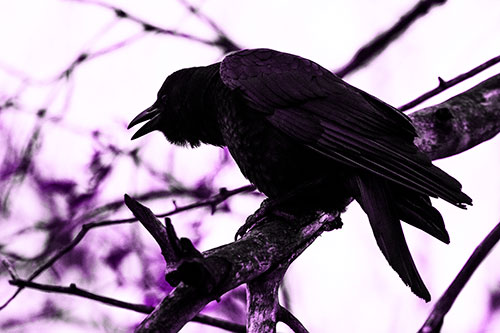 Hunched Over Crow Cawing Atop Tree Branch (Purple Tone Photo)