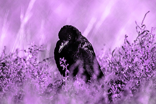 Hunched Over Raven Among Dying Plants (Purple Tone Photo)