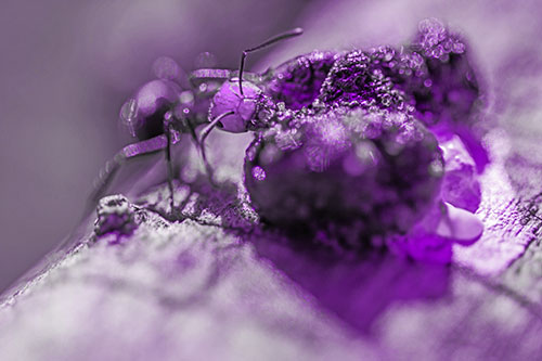 Hungry Carpenter Ant Tears Food Using Mandible Jaws (Purple Tone Photo)