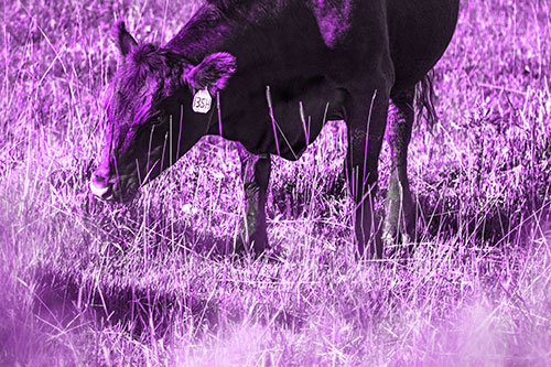 Hungry Cow Enjoying Grassy Meal (Purple Tone Photo)