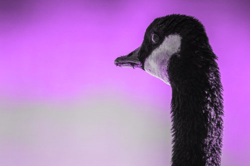 Hungry Crumb Mouthed Canadian Goose Senses Intruder (Purple Tone)