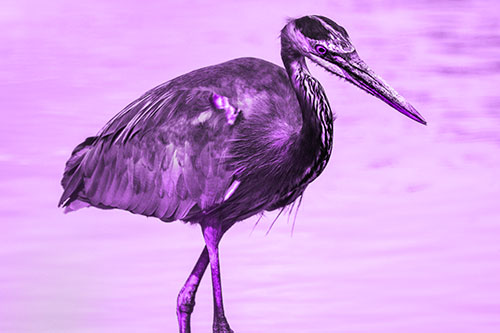 Hungry Great Blue Heron Spots Swimming Fish (Purple Tone)