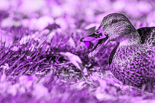 Hungry Mallard Duck Devours Cherry (Purple Tone)