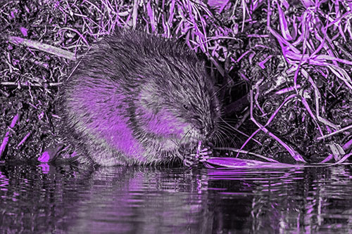 Hungry Muskrat Chews Water Reed Grass Along River Shore (Purple Tone Photo)