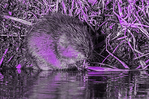 Hungry Muskrat Chews Water Reed Grass Along River Shore (Purple Tone)