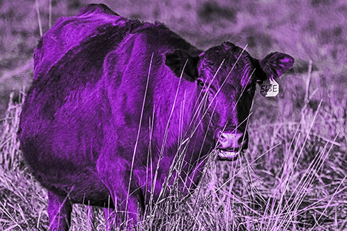 Hungry Open Mouthed Cow Enjoying Hay (Purple Tone)