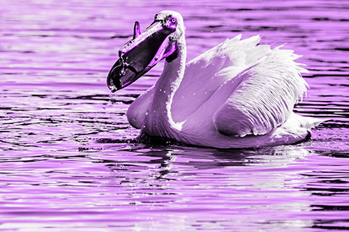 Hungry Pelican Captures Salamander For Breakfast (Purple Tone)