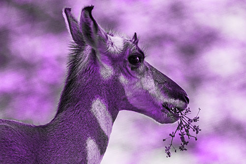 Hungry Pronghorn Gobbles Leafy Plant (Purple Tone Photo)