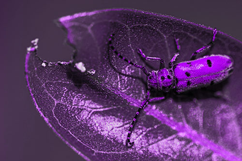 Hungry Red Milkweed Beetle Rests Among Chewed Leaf (Purple Tone Photo)