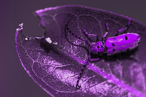 Hungry Red Milkweed Beetle Rests Among Chewed Leaf (Purple Tone)