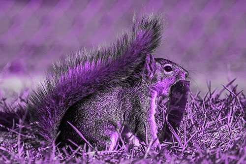 Hungry Squirrel Chews Watermelon Among Grass (Purple Tone)