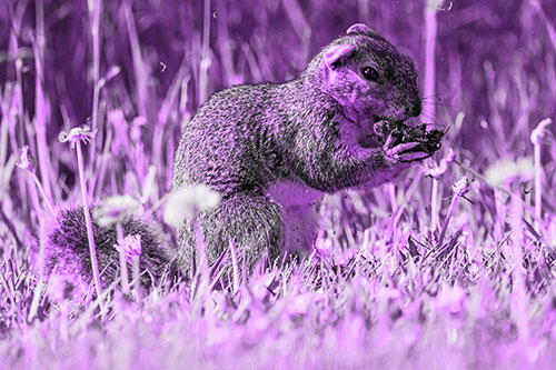 Hungry Squirrel Feasting Among Dandelions (Purple Tone Photo)
