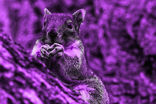 Hungry Squirrel Feasting Among Sloping Tree Branch (Purple Tone Photo)
