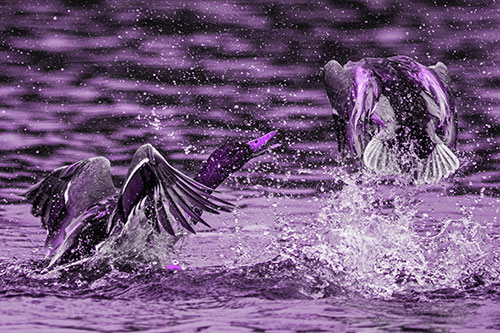 Hyper Water Splashing Mallard Ducks Playing Among Lake (Purple Tone)