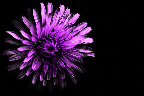 Illuminated Taraxacum Flower In Darkness (Purple Tone Photo)