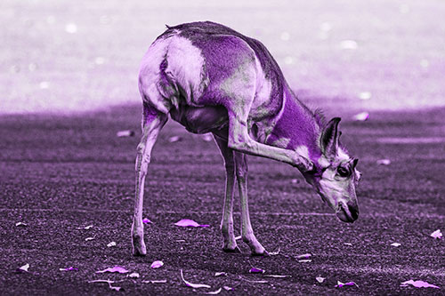 Itchy Pronghorn Scratches Neck Among Autumn Leaves (Purple Tone Photo)