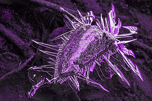 Jagged Spiked Ice Surrounds Water Submerged Rock (Purple Tone Photo)