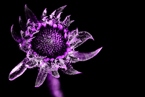 Jagged Tattered Rayless Sunflower (Purple Tone Photo)