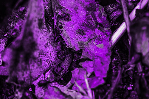 Joyful Deteriorating Watery Eyed Leaf Face (Purple Tone Photo)