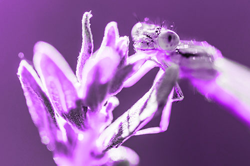 Joyful Dragonfly Enjoys Sunshine Atop Plant (Purple Tone Photo)