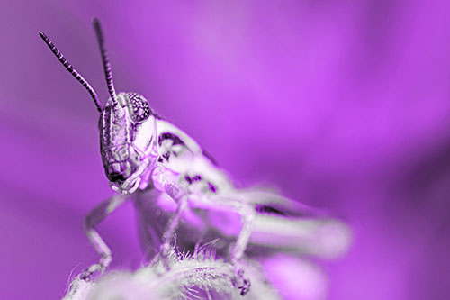 Joyful Grasshopper Standing Among Fuzzy Plant Top (Purple Tone)