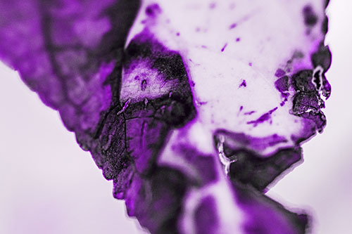 Joyful Rotting Leaf Face Enjoying Autumn (Purple Tone)