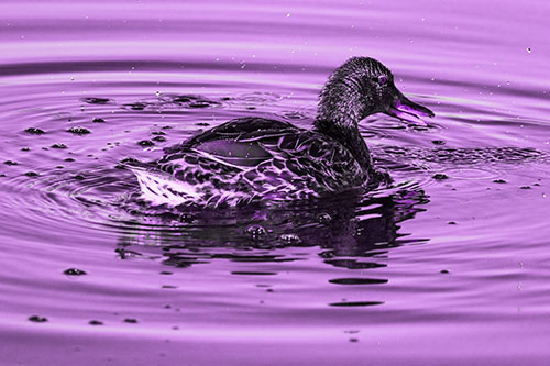 Joyful Water Splashing Mallard Duck Enjoying Calm Lake (Purple Tone)