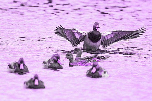 Jump Scaring Wing Flapping Mallard Duck Quacking Atop Lake (Purple Tone)