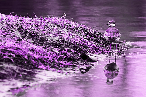 Killdeer Bird Standing Along River Shoreline (Purple Tone Photo)
