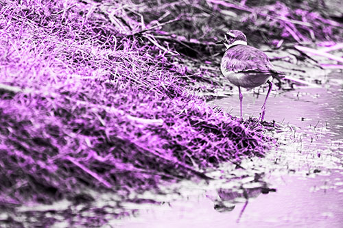 Killdeer Bird Turning Corner Around River Shoreline (Purple Tone Photo)